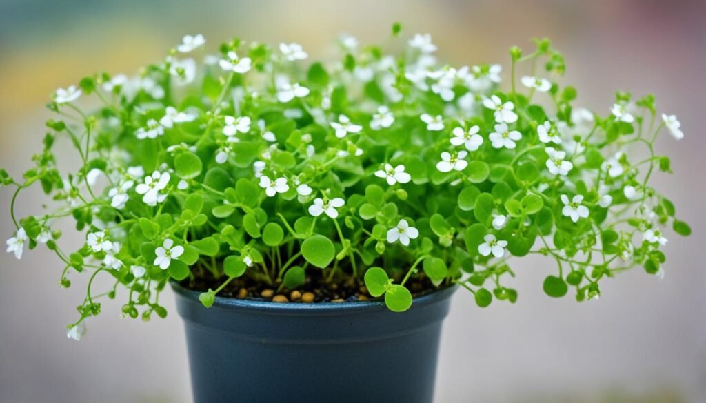 Bacopa monnieri care guide